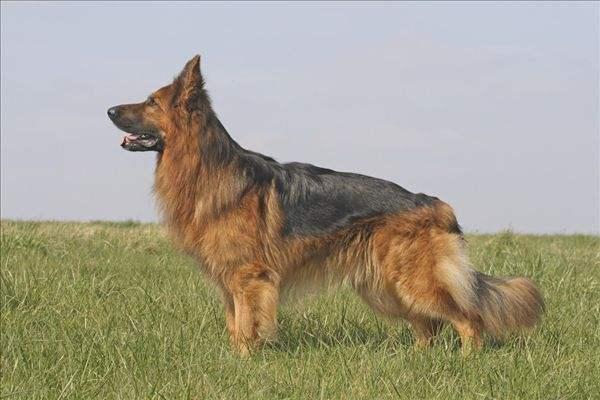 德国牧羊犬这样训练,才能出色的完成工作