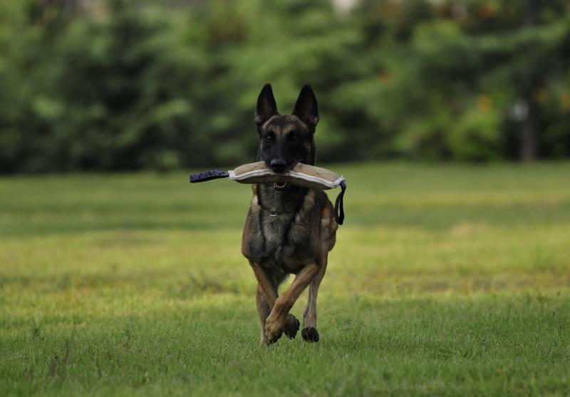 马犬从几个月开始训练,这份马犬训练攻略送给你