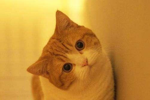 小猫猫藓可以自愈吗？这个也是要分情况的