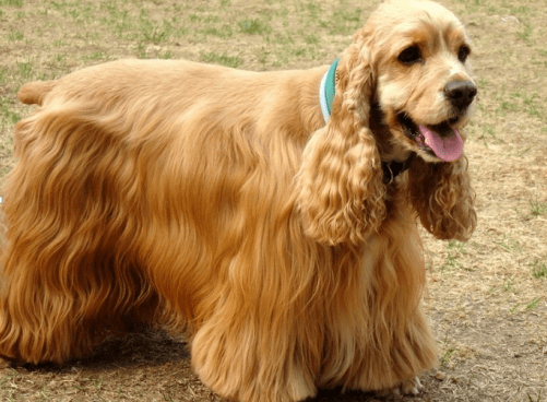 可卡吃什么狗粮好,一招解决各种问题