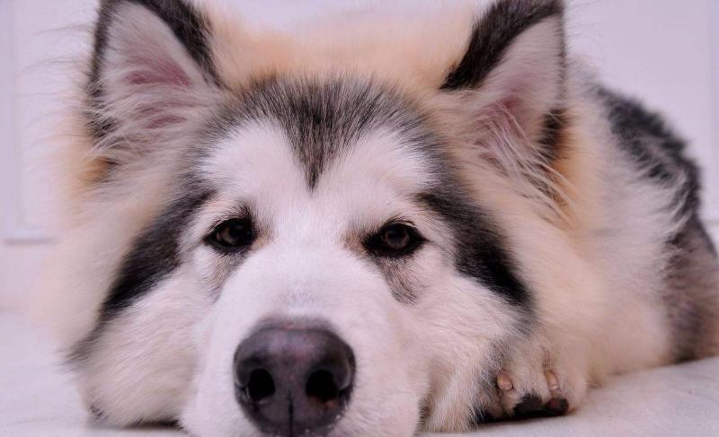 阿拉斯加犬适合家养吗?养之前看清楚想好了