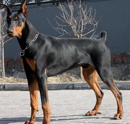 杜宾犬吃什么狗粮好?给你五种时期的选择