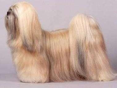最大的狗是什么品种?犬种巨兽“蒙多犬”