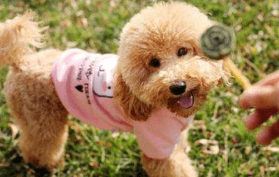 泰迪的颜色为什么会变浅？这几种原因都会导致