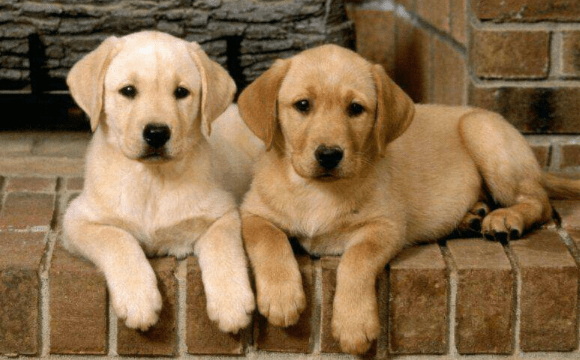 金毛和拉布拉多哪个贵？实际上相差不大