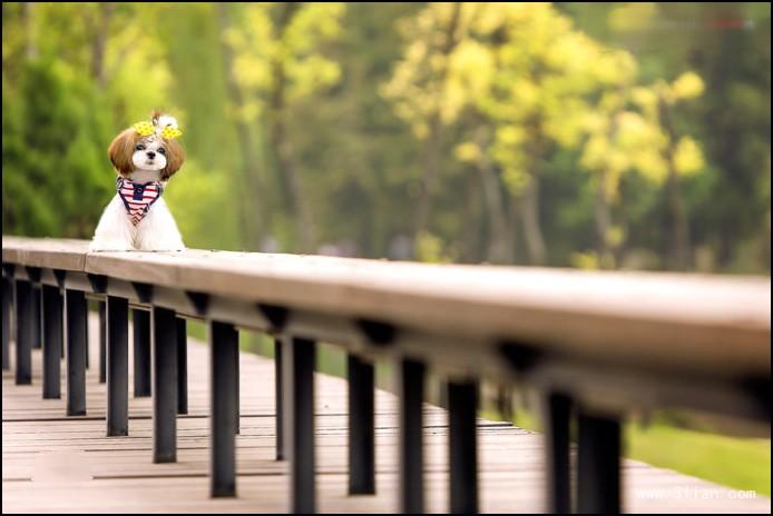 西施犬为什么没人养?极其像人可能是原因