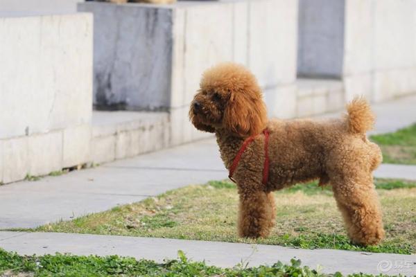 贵宾犬爱睡觉正常吗?综合这些方面来看