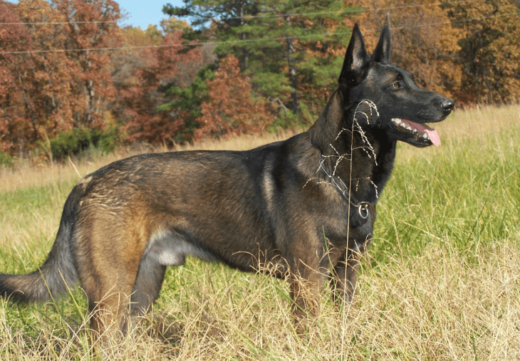 卡斯罗与马犬体型谁大,这些区别你还不知道?