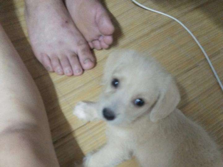 小狗拉肚子吃什么药?这些你都中招了吗?