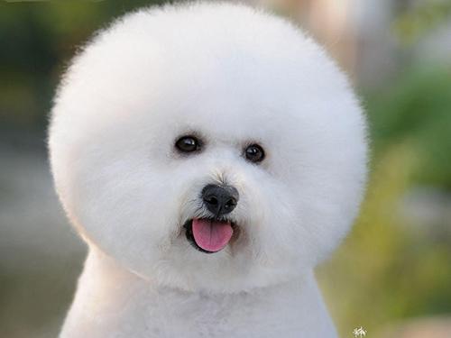 比熊犬的特点,主要是以下这几点