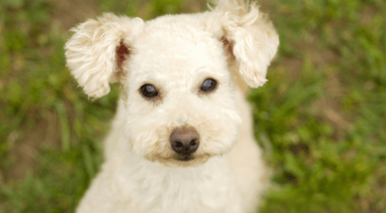 贵宾狗多少钱,不想被坑赶紧来看