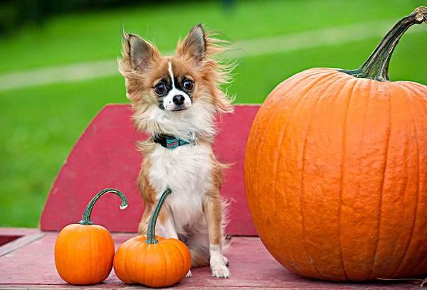 吉娃娃得了细小怎么办?一定要正确的来处理