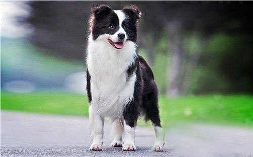 如何训练边境牧羊犬,学会这些你就是资深驯狗师