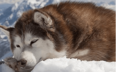 阿拉斯加吃什么,原来它喜欢吃这个