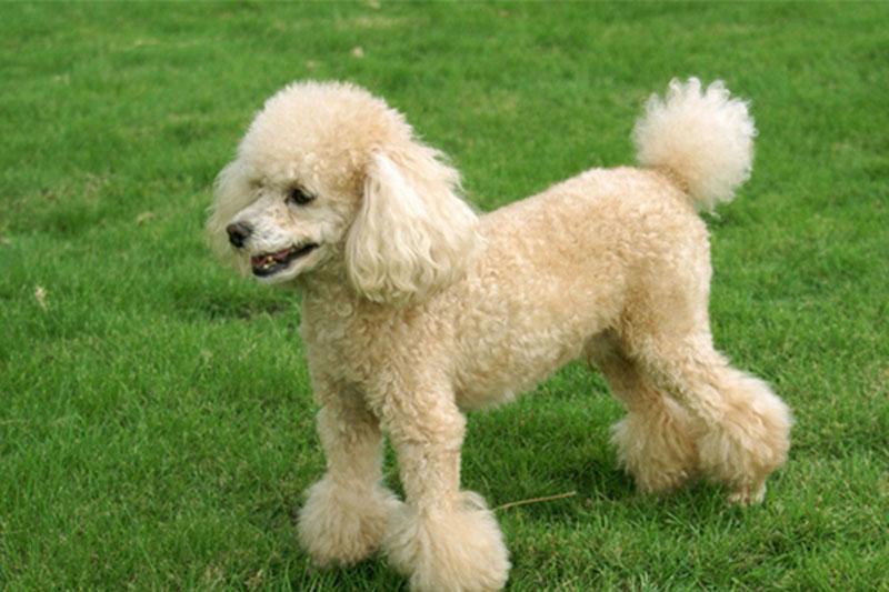 贵宾犬鼻子干怎么回事？这些常见的原因了解下