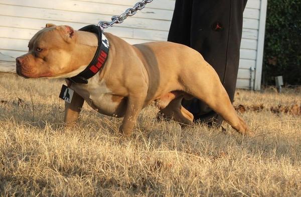 比特犬几个月开始训练,需抓住最好的时机