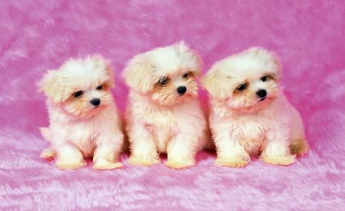 狗狗怎么托运？注意下这些方面