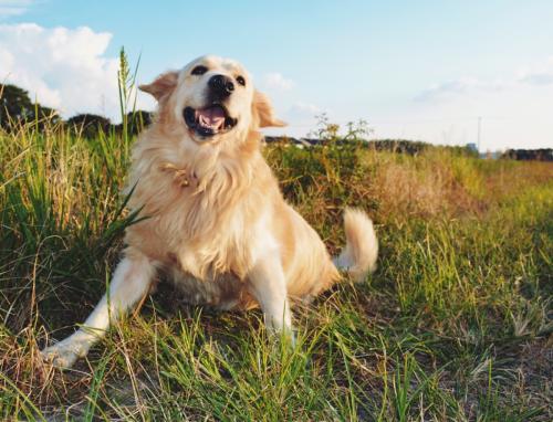 世界三大绝不咬人的狗  第一名居然是它