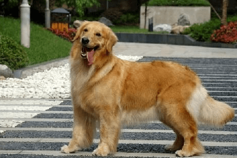 金毛犬训练方法，记住让他分分钟臣服方法