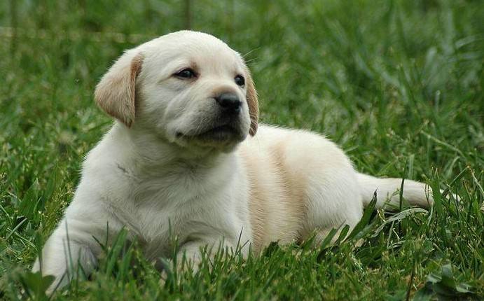 拉布拉多吃什么好?吃是一件大事