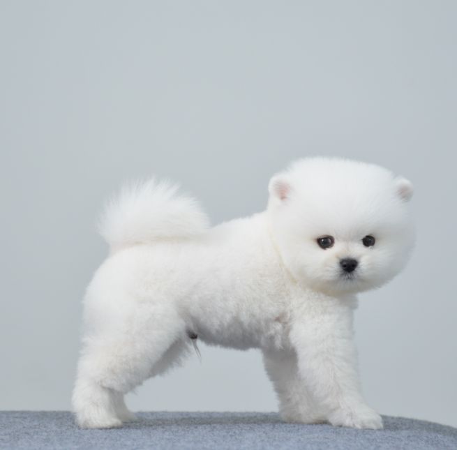 俊介犬的脾气好不好，别犬无法替代