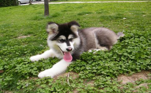 阿拉斯加吃多少?从幼犬到成犬都要科学喂养