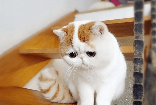 猫咪软便和拉稀的区别，从这些方面来分辨