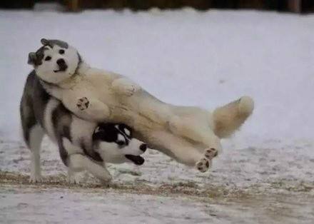 哈士奇搞笑图片，二哈称谓名不虚传