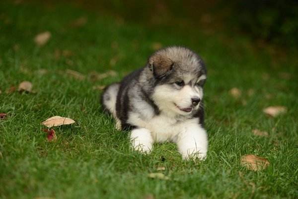 阿拉斯加不爱吃狗粮?试试这些办法