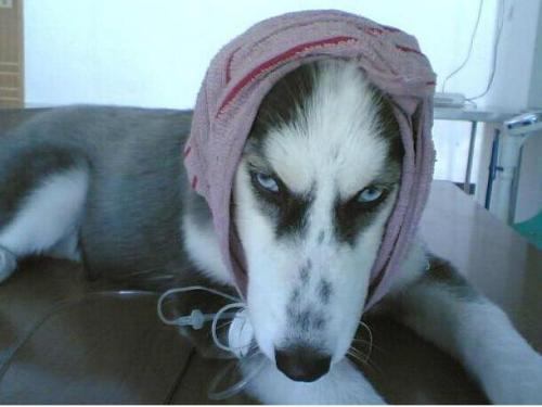 狗癣传染人吗？常识性的问题要多留心