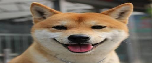 中华田园犬怎么训练,必备的基础训练知识