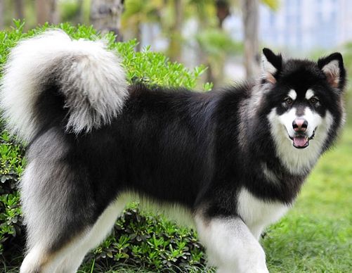 阿拉斯加雪橇犬咬人吗,人类行为至关重要