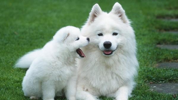萨摩耶幼犬怎么训练?越早训练越有利