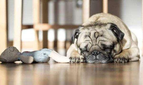 狗狗抑郁症的表现，这几点的发生，就要引起注意了