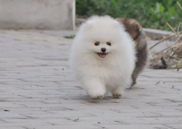 博美每年都要打疫苗吗?最佳的建议是这样的