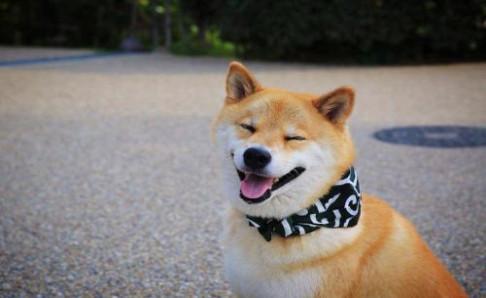 柴犬和秋田犬的价格,多方面对比