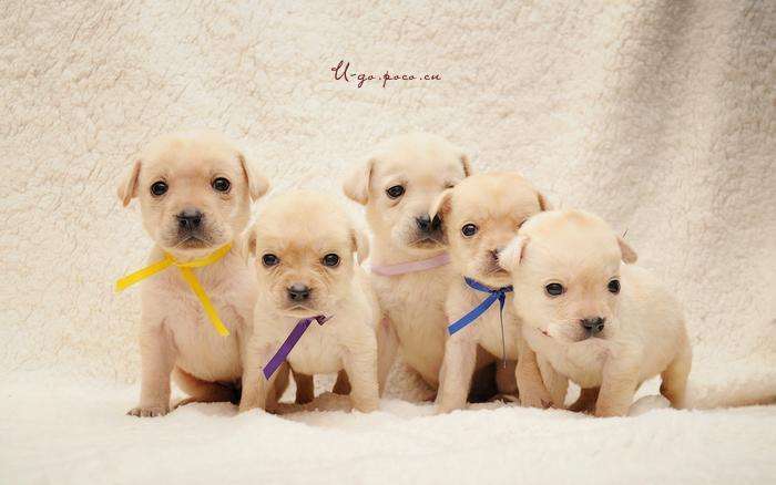 怎么选拉布拉多,这三点不能丢