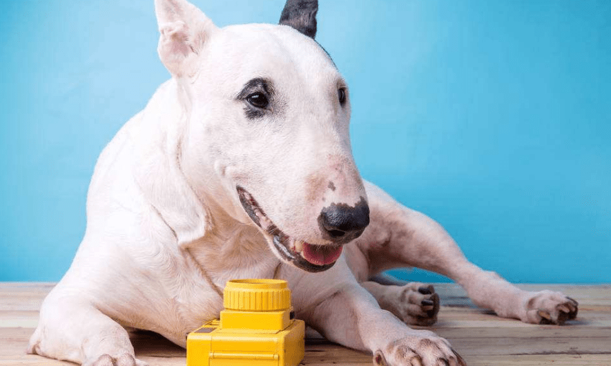 小狗能吃鸡蛋吗?这样吃既健康又营养