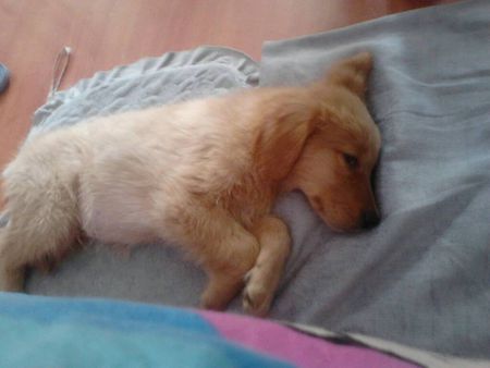 狗翻肠子怎么办？详解症状治疗办法