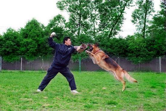 怎么训练狗！一起来看这些小秘籍~