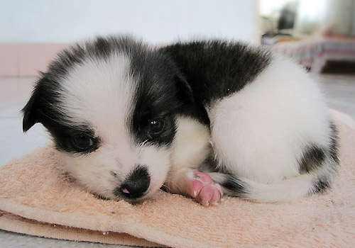 边境牧羊犬掉不掉毛？多少肯定会掉一些的