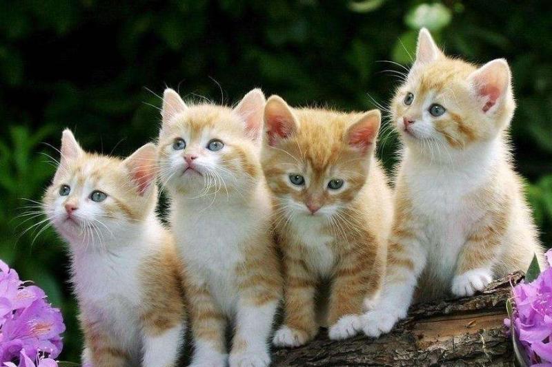 猫为什么要绝育,看完这些你自然就懂了