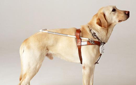 养导盲犬注意什么?导盲犬该如何训练