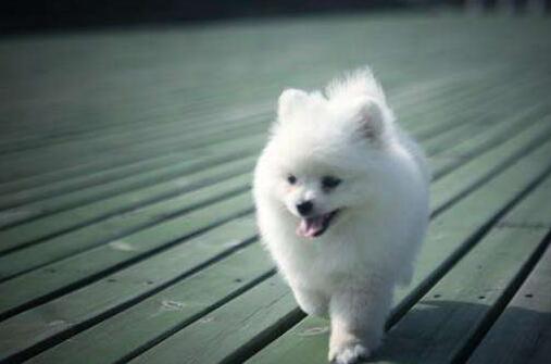 博美犬的寿命 这5种行为直接缩短寿命