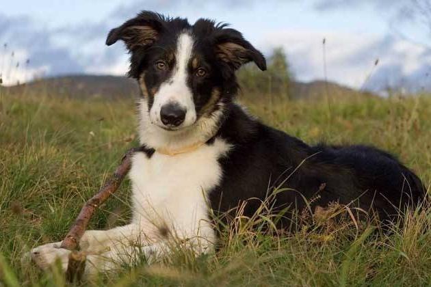 怎么判别边境牧羊犬,这几点标准要记住了