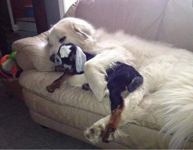 大白熊犬能吃的食物,很多食物都是可以的