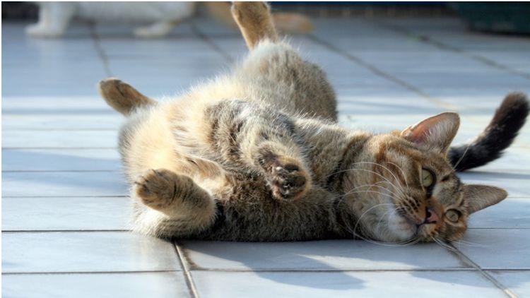 猫有跳蚤怎么办？这样才能彻底消除它们