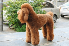 贵宾犬鼻子变色怎么办？有可能是这些原因