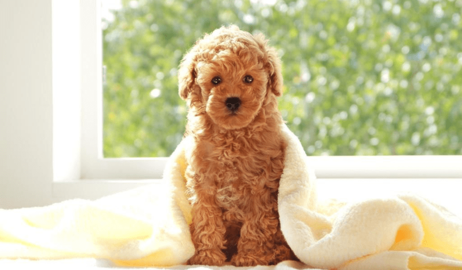 怎样训练贵宾犬,速来围观“别人家的犬”