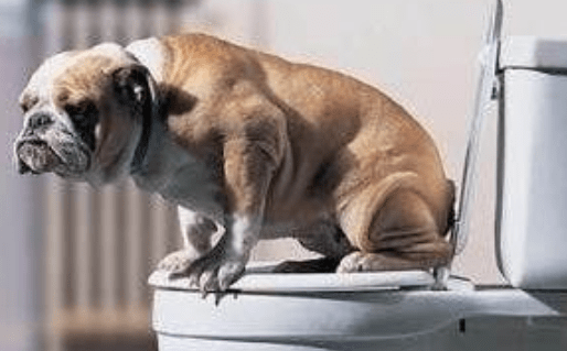 狗狗拉屎怎么训练，只能说严师出高徒！